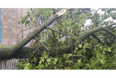В Смоленске из-за непогоды снова падали деревья