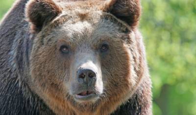 Эксперты говорят о том, что медведи в Сибири будут выходить к людям все чаще