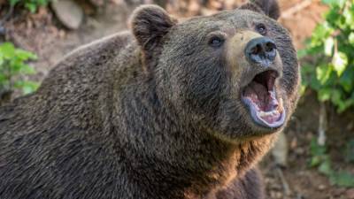 Медведь напал на людей в тайге в Иркутской области