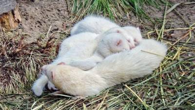 Новосибирский зоопарк показал фотографии хорьков-альбиносов