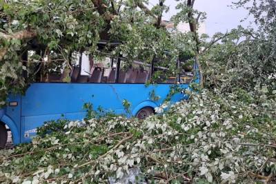 Во время урагана в Ржеве деревом раздавило автобус