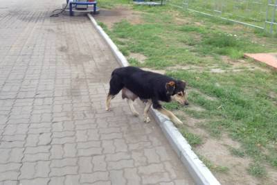 Отлов бездомных собак в Смоленской области поручен до нового года приюту «Верность»
