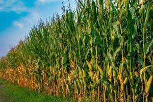 В Украине скоро не смогут выращивать кукурузу: названа причина