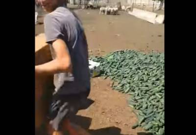 Украинские фермеры выбрасывают урожай огурцов: на рынке по гривне брать не захотели