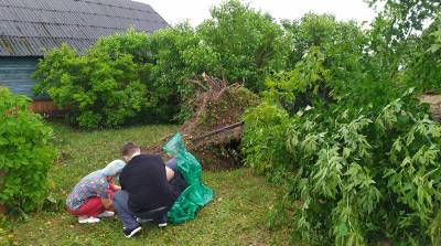В Россонском районе дерево упало на женщину