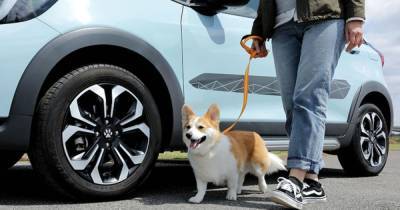 Для заядлых собаководов: Honda представила линейку специальных аксессуаров