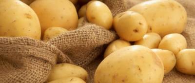 В Украине цены на картофель осенью могут стать рекордными