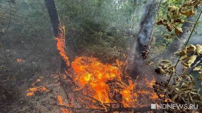Зоран Заев - В Северной Македонии бушуют лесные пожары - newdaynews.ru - Болгария - Сербия - Македония