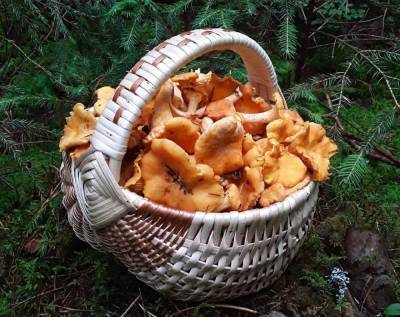 Несут лукошками: после дождей в Санкт-Петербурге и Ленобласти появились грибы — фото