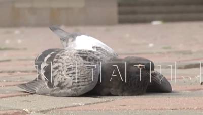 Массовая смерть голубей обеспокоила жителей Ленинского района