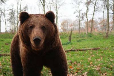 В Иркутской области медведь напал на двух лесников