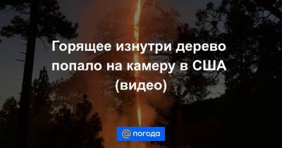 Горящее изнутри дерево попало на камеру в США (видео)