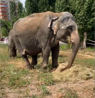 В центре Липецка пасутся слоны
