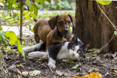 Кошки или собаки: каких питомцев предпочитают в Рязани