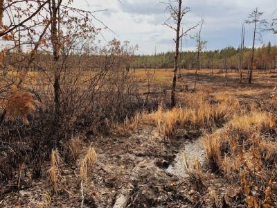 В Карелии не осталось действующих лесных пожаров