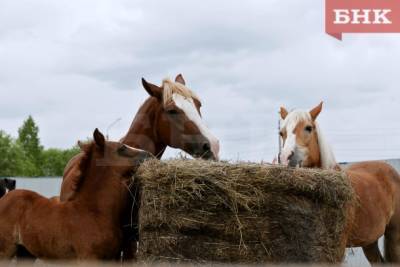 В Коми лошадей проверят на инфекционную анемию