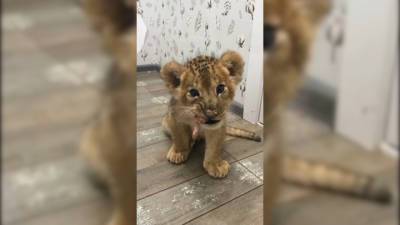 Иркутская зоогалерея поделилась видео трехпалого львенка