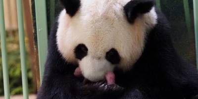 Во Франции на свет появились панды-близнецы, имена которым даст супруга Си Цзиньпина
