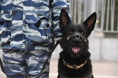 В Волжском полицейские с собаками обнаружили 50 тайников с наркотиками