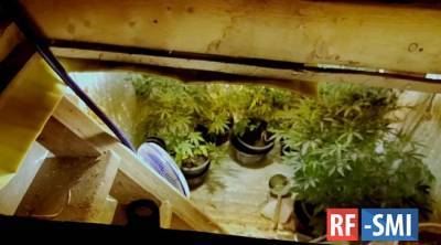 В пермском крае задержали двух братьев, которые выращивают марихуану на продажу