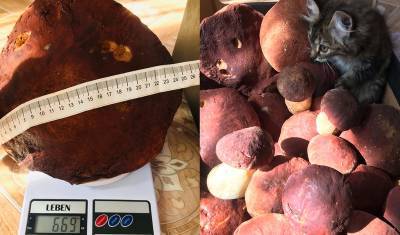 В лесах Тюмени нашли гриб Боровик весом в рекордные 600 грамм