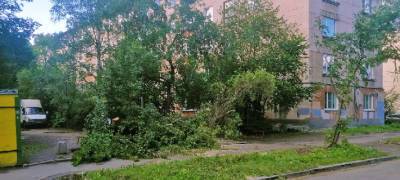 Жителей Петрозаводска предупреждают об опасности падения деревьев (ФОТО)