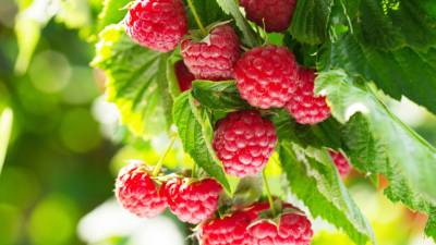 Врач-гастроэнтеролог предупредила об опасности садовых ягод
