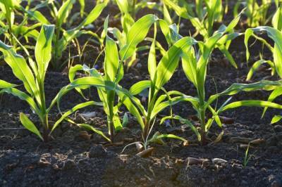 Ученые нашли кукурузу, которая лучше поглощает азот