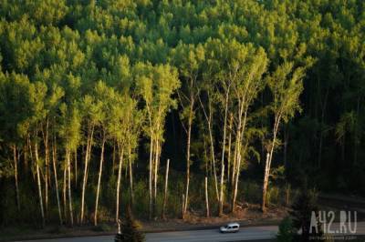 В Кузбассе преступная группа вырубила хвойные деревья на сумму около 800 000 рублей