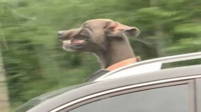 Собачья морда развевалась на ветру так уморительно, что заставила смеяться до слез всех (Видео)