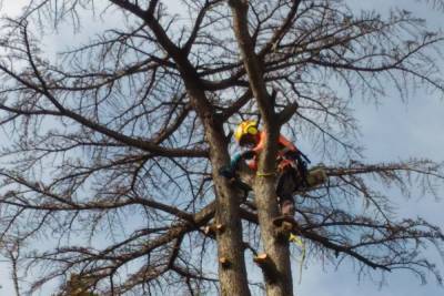 В Иванове продолжается спил деревьев, несущих угрозу пешеходам и домам