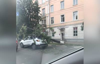 В Твери дерево упало на движущийся автомобиль
