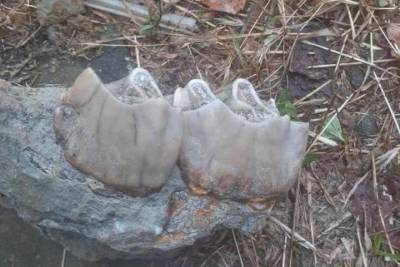 В Белореченском районе Кубани нашли останки древнего животного