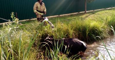 Подмосковные спасатели вытащили севшую в лужу корову