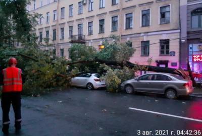 Ураган повалил в Петербурге почти сотню деревьев