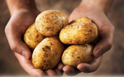 Через аномальну погоду картопля може бути «золотою»: які ціни прогнозують на осінь