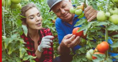 Обрезка и защита: как ухаживать за тепличными томатами в августе