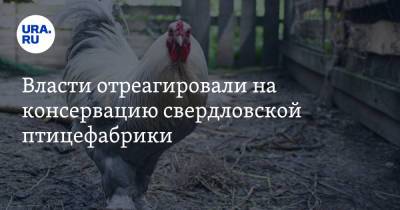 Власти отреагировали на консервацию свердловской птицефабрики