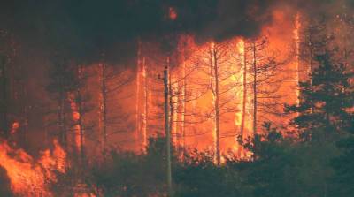 В Болгарии бушуют сильные пожары