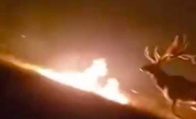 В США пожарные спасли оленей от смерти из огненной западни