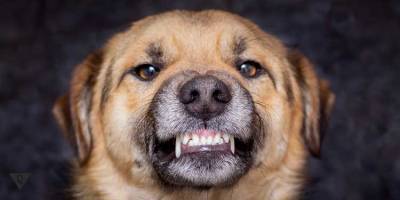 В Запорожье бродячая собака насмерть загрызла женщину (видео 18+)