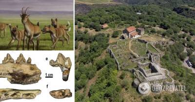 В Грузии нашли останки собаки, жившей 1,7 млн лет назад – фото
