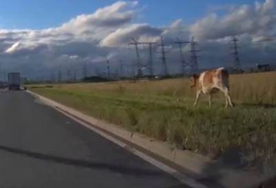 Корова устроила гонки с автомобилистами в Петербурге