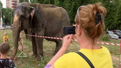В Липецке на лужайке паслись азиатские слоны