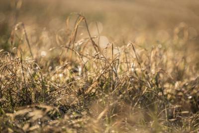 В Костромской области сельхозпредприятия несут ущерб из-за засухи