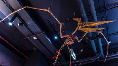 В Бразилии изучили самый полный скелет птерозавра