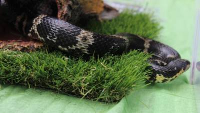 Змея из контактного зоопарка впилась в подбородок ребенка в Екатеринбурге