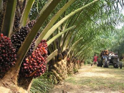 Россия значительно нарастила закупки пальмового масла