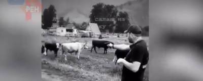 На Алтае турист из Новосибирска устроил стрельбу по коровам