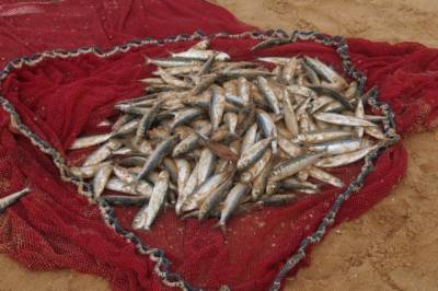 В Хабаровском крае на берег Амура вынесло рыбьи головы